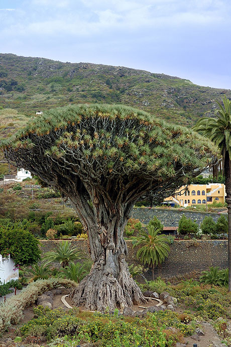 Drachenbaeume dracaena draco auf der icod de los vinos teneriffa foto