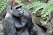 Adult gorilla in Loro Zoo Park Tenerife