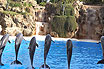 Dolphins Jumping In Tenerife Canary Islands