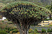 Dragon Tree Dracaena Draco At The Icod De Los Vinos Tenerife