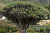 Dragon Tree Dracaena Draco At The Icod De Los Vinos Tenerife