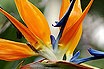 Fully Bloomed Bird Of Paradise Flowers In Tenerife Canary Islands