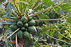 Papaya Trees With Fruits