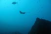 Ray And Big Fish In Tenerife Underwater Photo