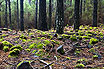 Sorrounding Humid Forest Of Teide Volcano Canary Islands