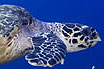 Underwater Sea Turtles In Tenerife