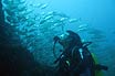 Plongee Sous Marine A Tenerife