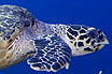 Broaste Testoase Marine Tenerife