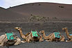 Camile In Tenerife Insulele Canare