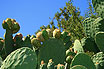 Cactus Fruits And Flowers Tenerife