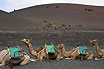 Camels In Canary Islands