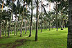 Palm Trees Garden At Tenerife Zoo Canary Islands