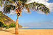 Tropical Palm Tree On The White Sandy Beach Canary Islands